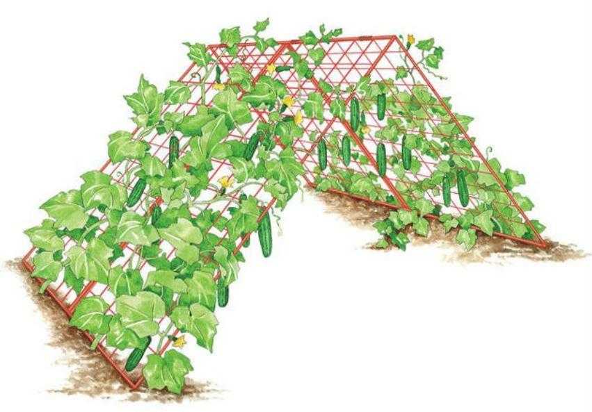 Огурец и шпалера — счастливый дуэт для большого урожая: техника, материалы, размещение в теплице и открытом грунте