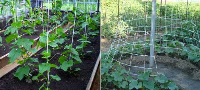 Как выращивать огурцы на шпалере в открытом грунте