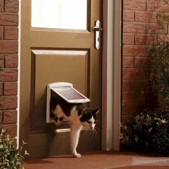 Правильный выбор дверцы для кошки: полезные советы по покупке и монтажу