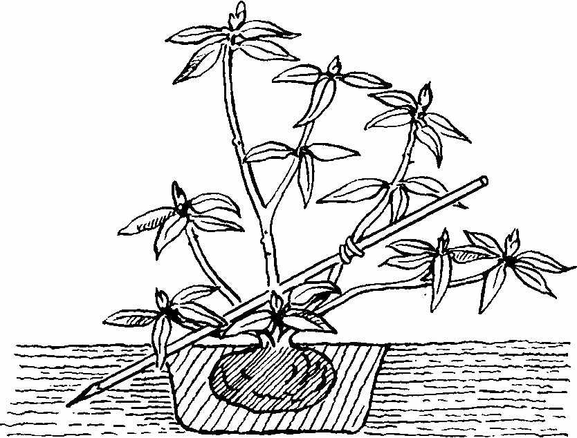 Рододендроны в подмосковье: лучшие сорта для выращивания, посадка и уход в открытом грунте, когда и как посадить и пересадить кустарник, фото