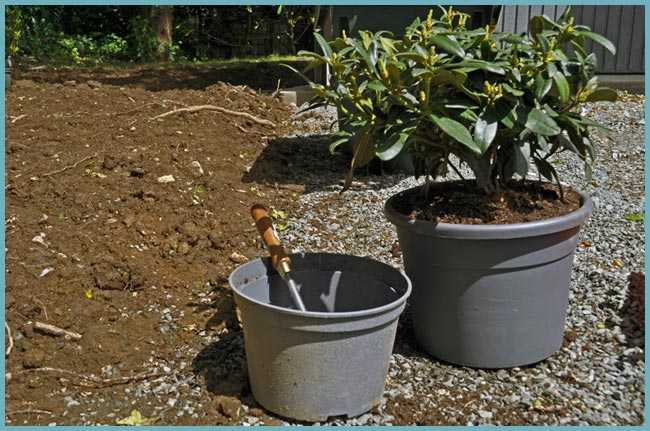 Рододендрон в сибири (32 фото): правила посадки и ухода. виды и сорта рододендрона, которые можно выращивать в сибири. как он растет в холодных условиях? отзывы