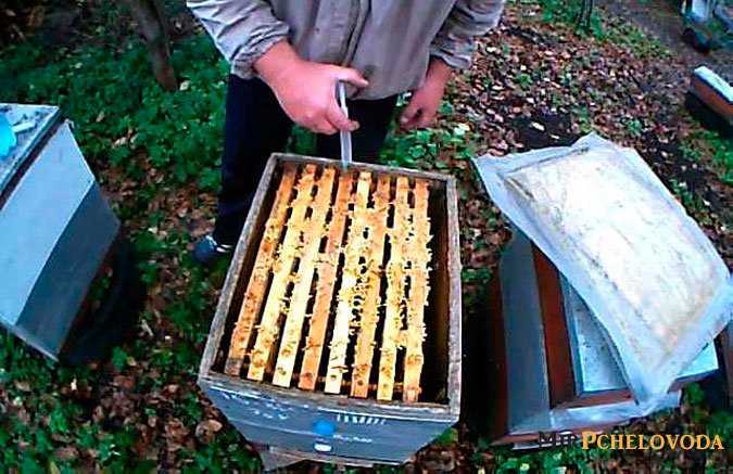 Как ухаживать за пчелами для начинающих пчеловодов: уход за ульем, пчелой, маткой