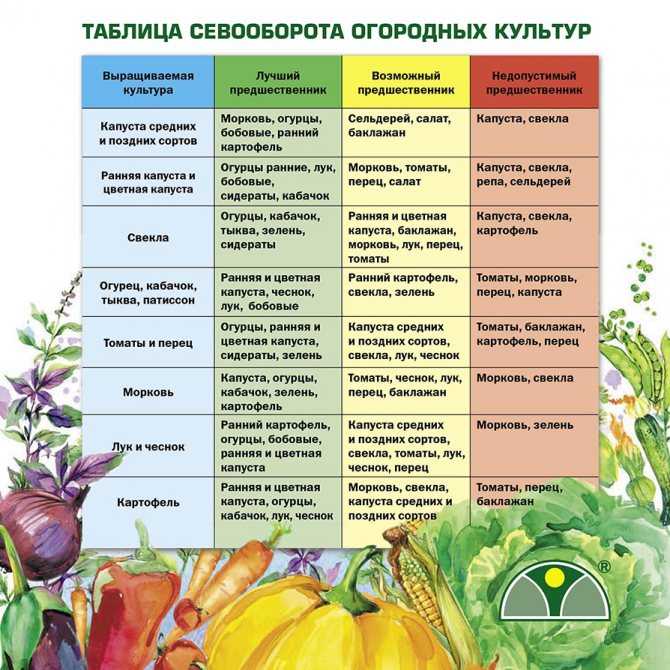 Топ-10 цветов для контейнеров, или что посадить в горшки, чтобы красиво было все лето на supersadovnik.ru