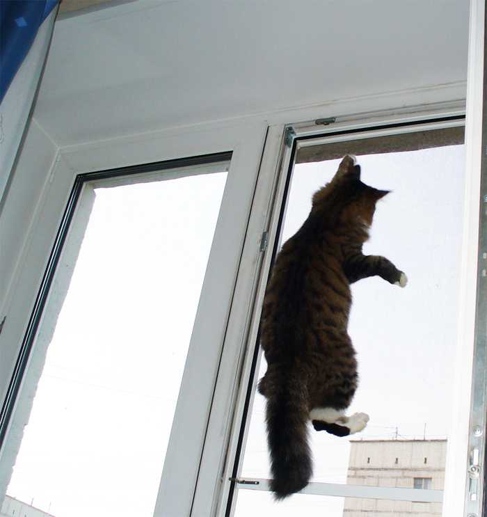Защитная москитная сетка на окна для безопасности кошек
